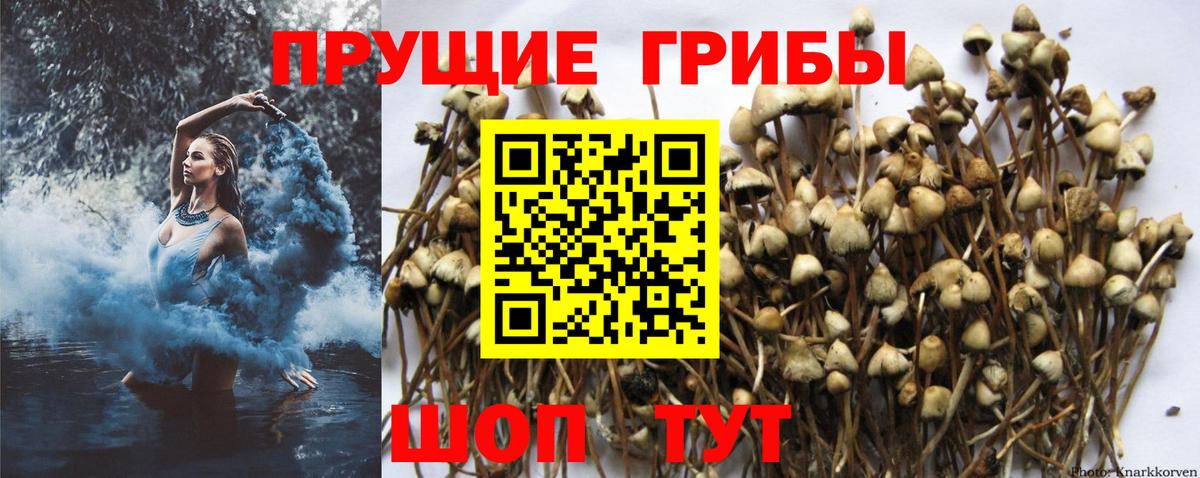 Галлюциногенные грибы Psilocybe Можайск